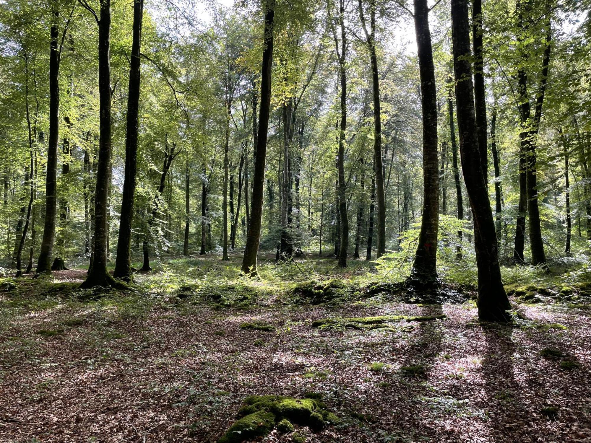Le Courtil Villa Cerisy-la-Foret Buitenkant foto
